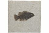 Fossil Fish (Cockerellites) - Wyoming #211222-1